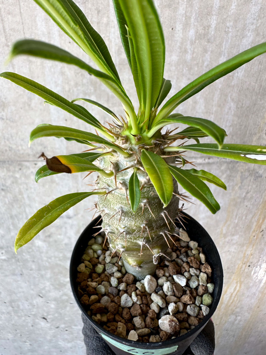 【現品限り】パキポディウム・フィヘレネンセ【F60】 Pachypodium windsorii
