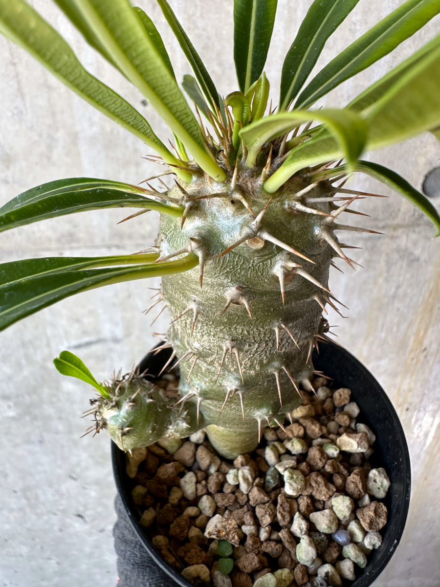 【現品限り】パキポディウム・フィヘレネンセ【F61】 Pachypodium windsorii