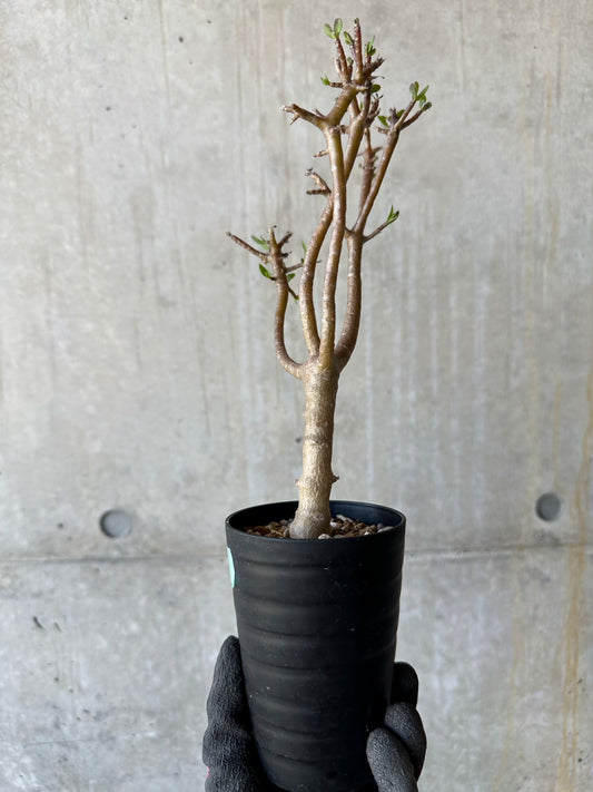 【現品限り】オトンナ・アルブスクラ 幹に傷あり、生育問題なし【F63】 Othonna arbuscula