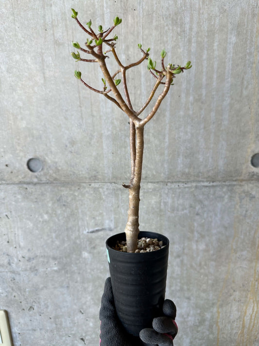 【現品限り】オトンナ・アルブスクラ 花咲き始めました【F66】 Othonna arbuscula