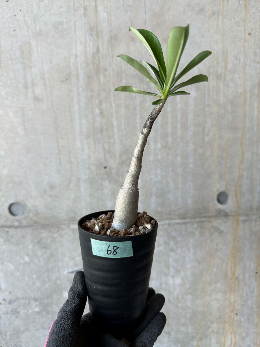 現品限り】アデニウム・ソマレンセ【F68】 Adenium somalense 塊根植物