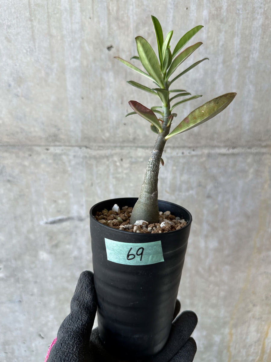 現品限り】アデニウム・ソマレンセ【F69】 Adenium somalense 塊根植物