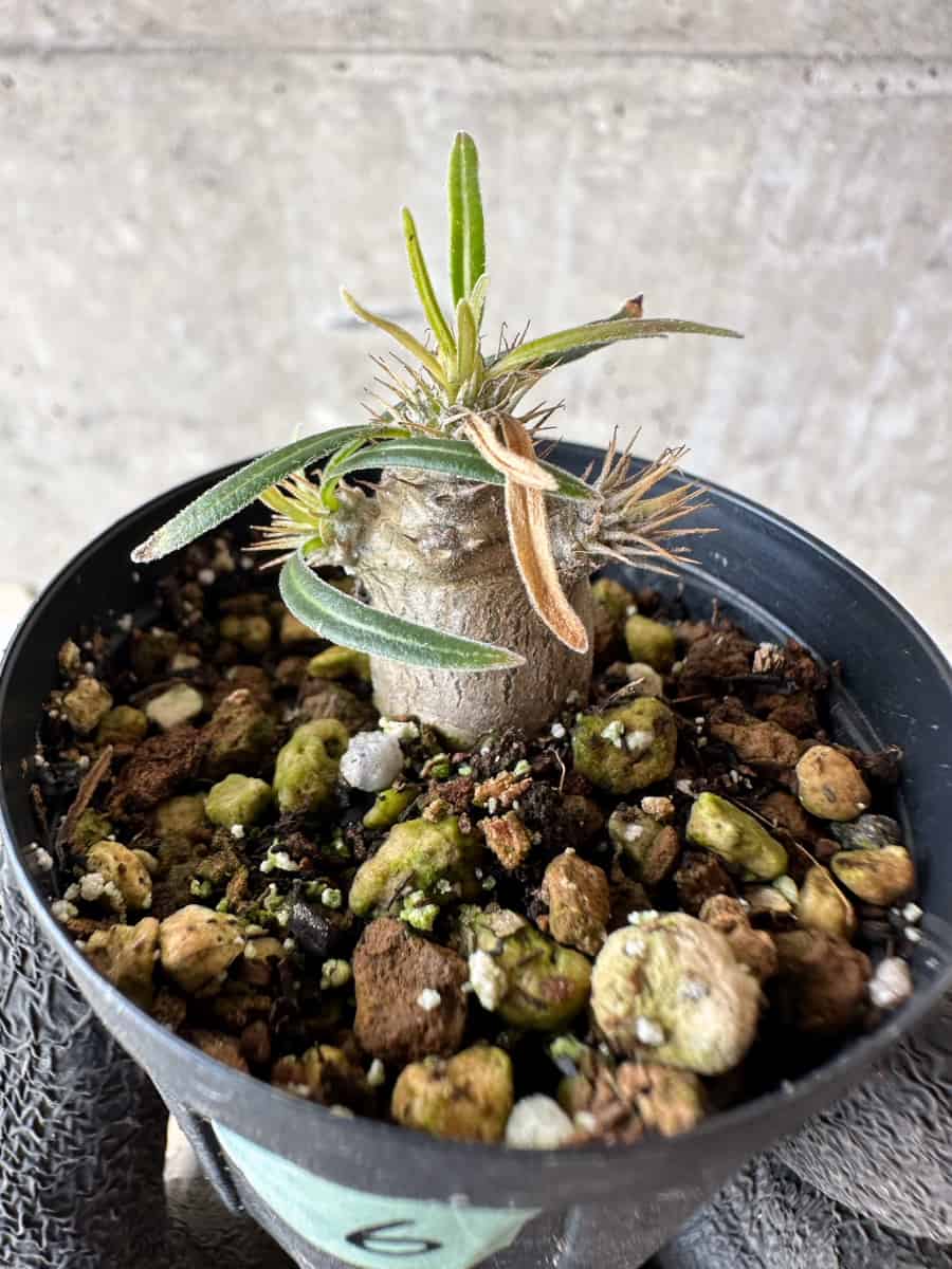 【現品限り】パキポディウム・グラキリス【F6】 Pachypodium gracilius