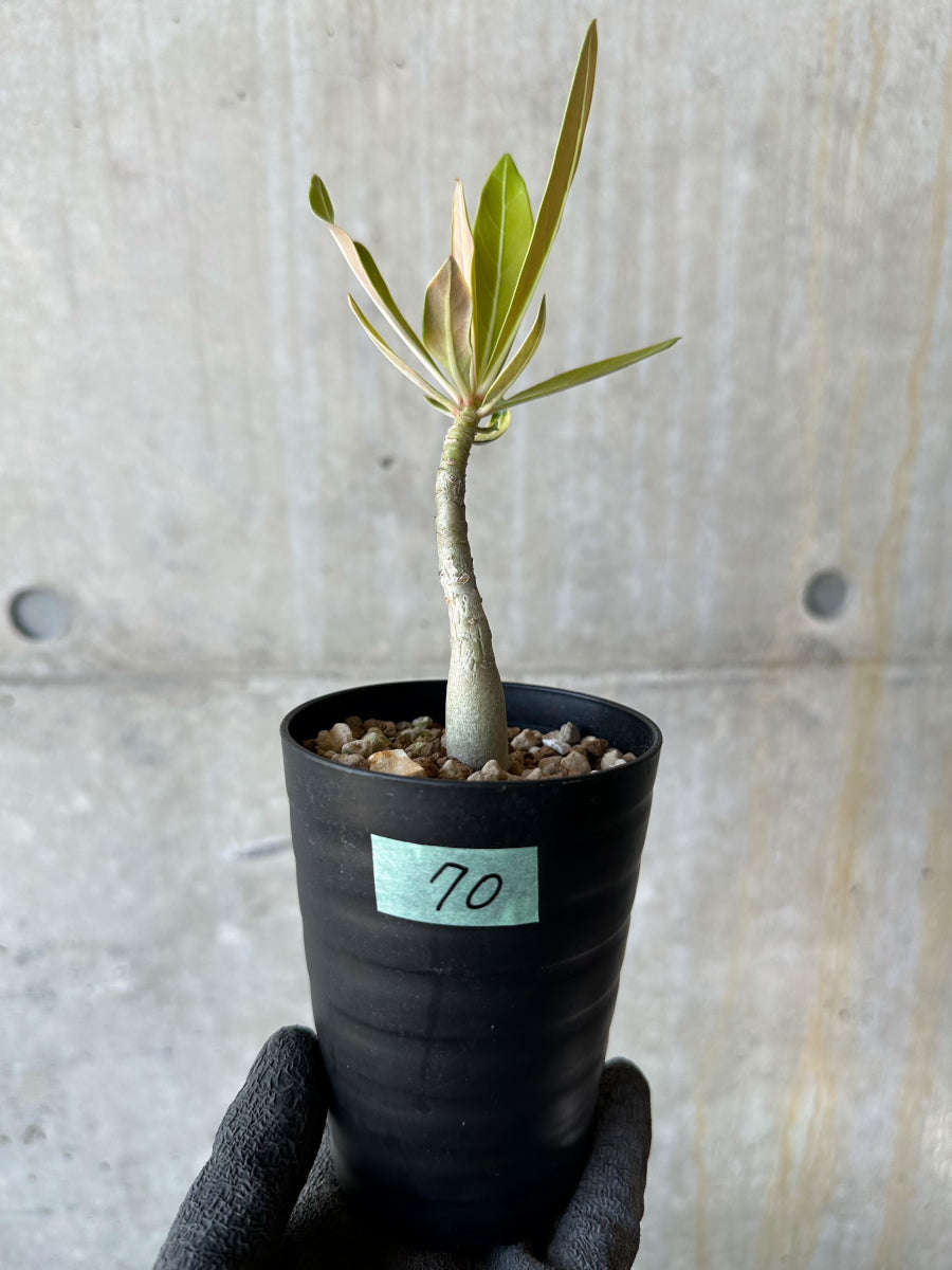 現品限り】アデニウム・ソマレンセ【F70】 Adenium somalense 塊根植物