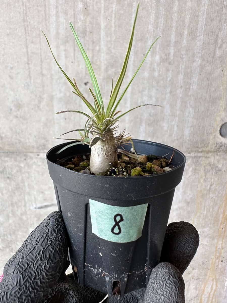 現品限り】パキポディウム・グラキリス【F8】 Pachypodium gracilius