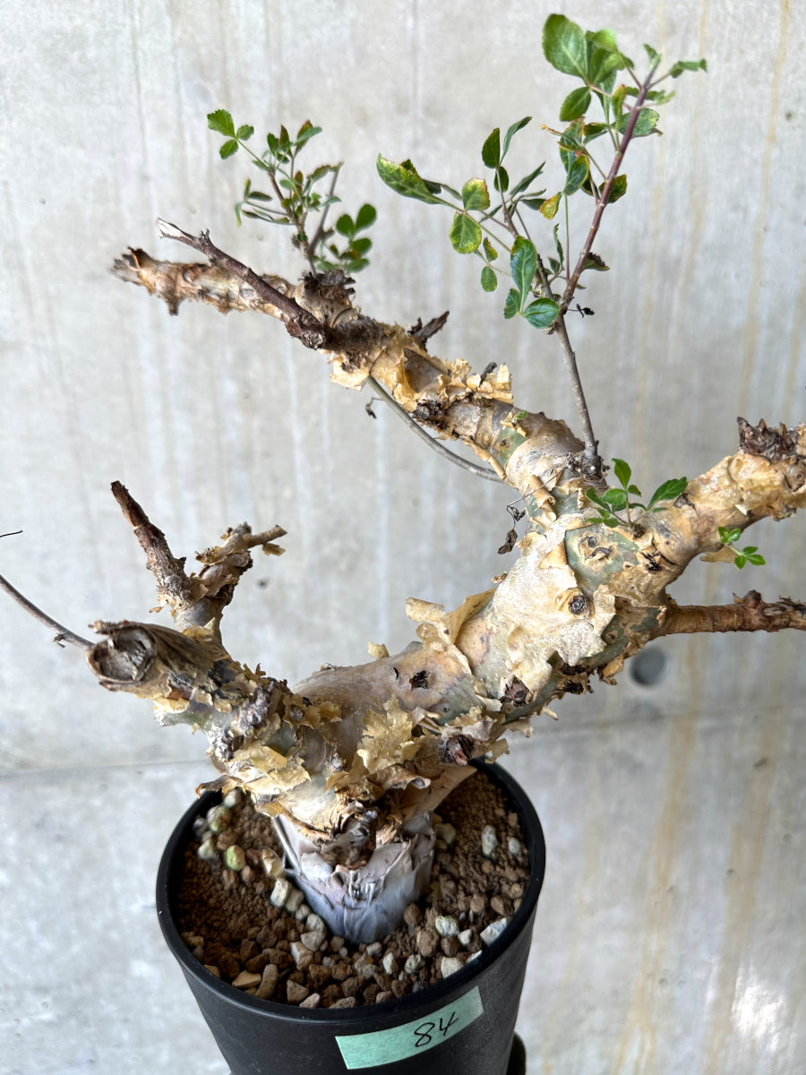 【現品限り】コミフォラ・カタフ ターカネンシス 発根済み 約2年管理【F84】 Commiphora kataf turkanensis