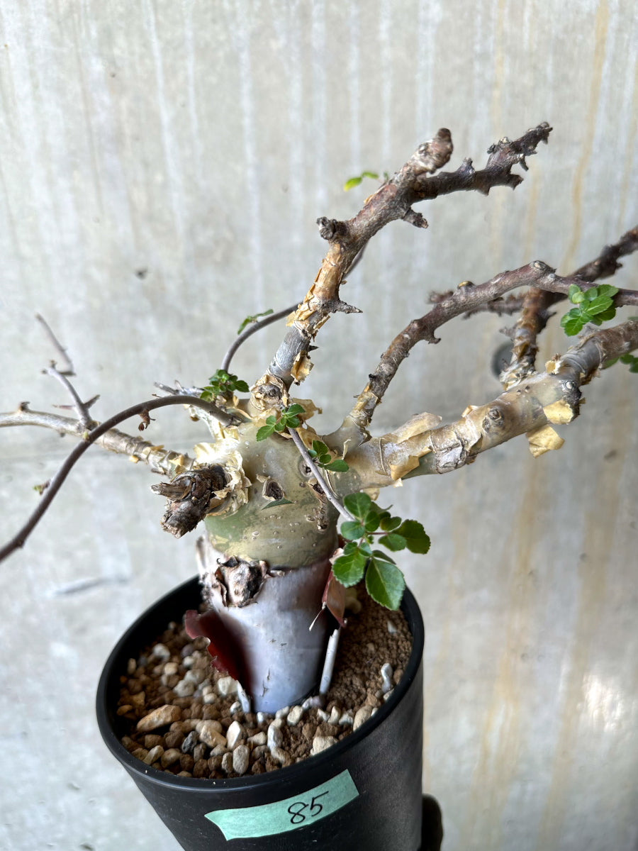 【現品限り】コミフォラ・カタフ ターカネンシス 発根済み 約2年管理【F85】 Commiphora kataf turkanensis