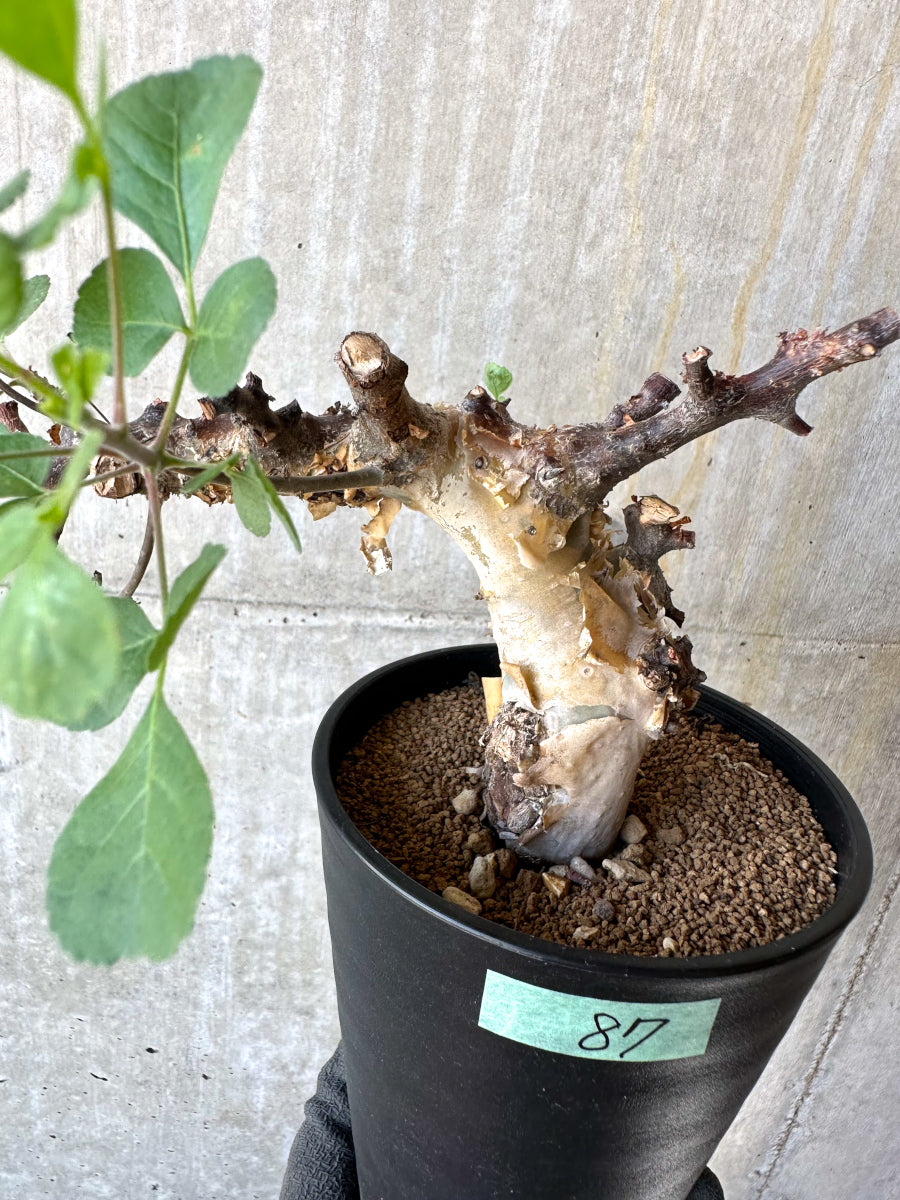 【現品限り】コミフォラ・カタフ ターカネンシス 発根済み 約2年管理【F87】 Commiphora kataf turkanensis