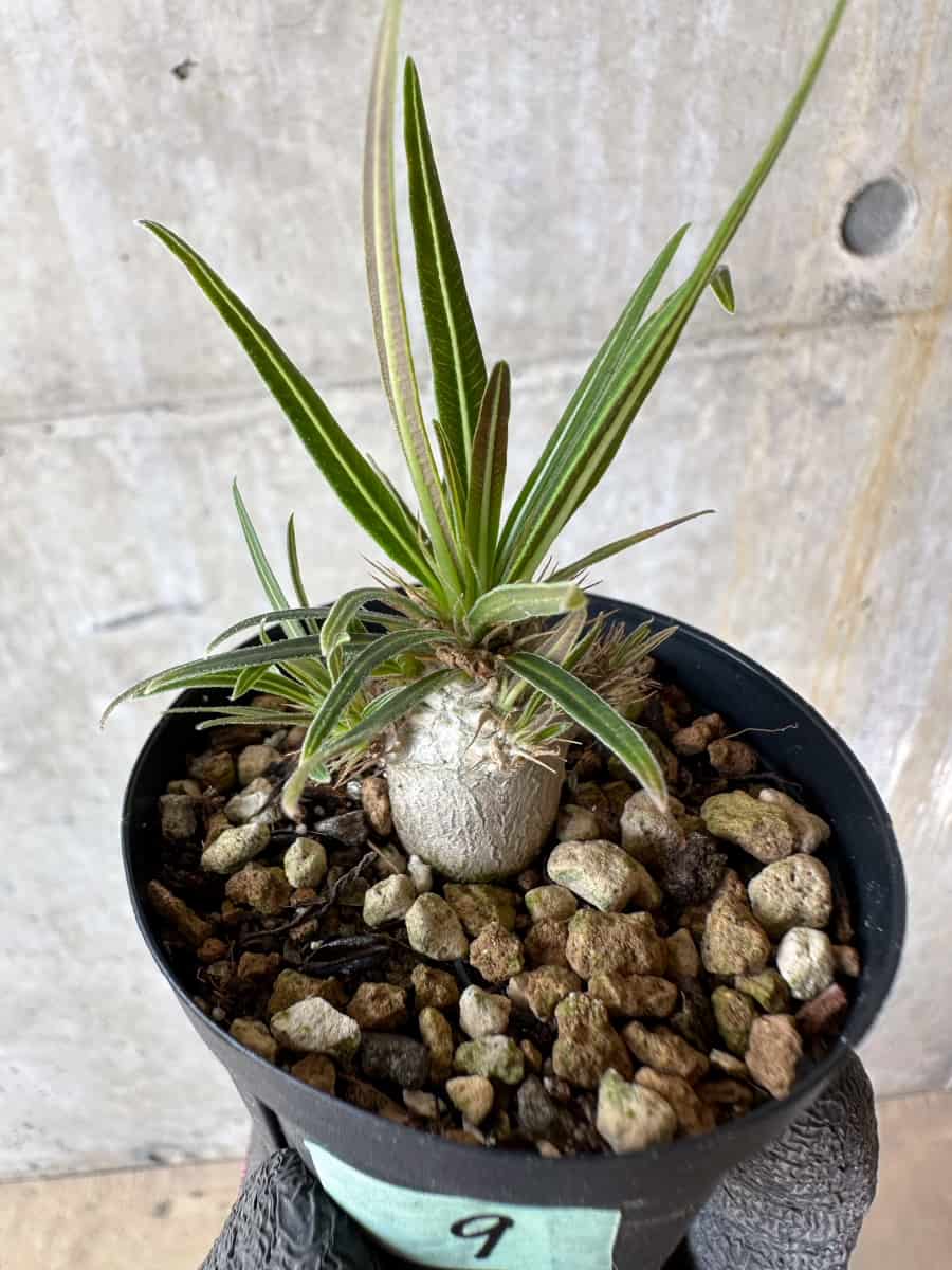 【現品限り】パキポディウム・グラキリス【F9】 Pachypodium gracilius