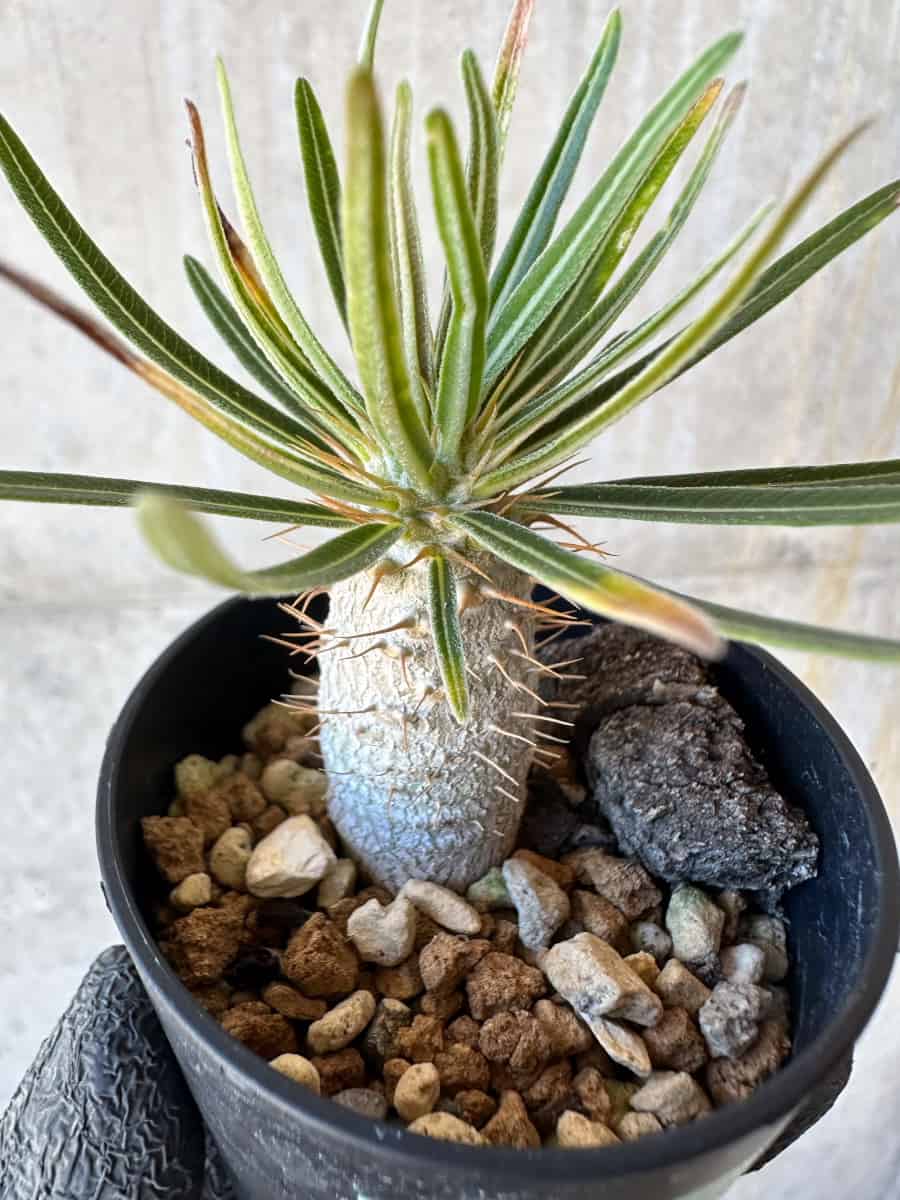【現品限り】パキポディウム・グラキリス【G10】 Pachypodium gracilius