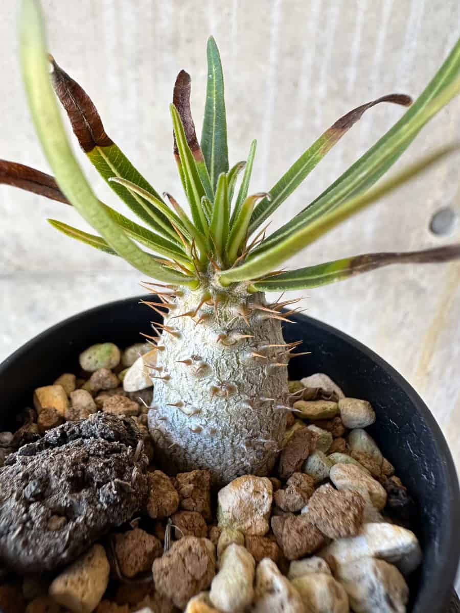 【現品限り】パキポディウム・グラキリス【G11】 Pachypodium gracilius