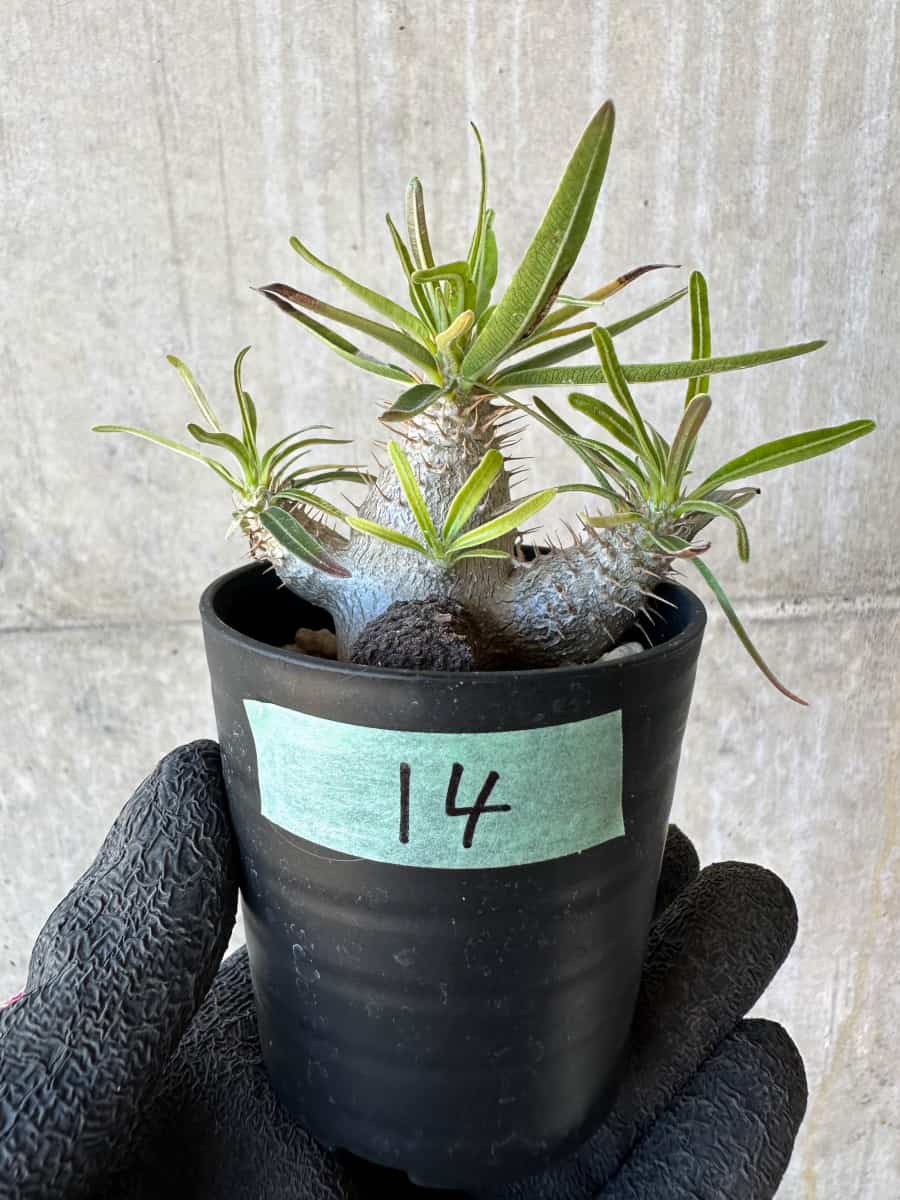 現品限り】パキポディウム・グラキリス【G14】 Pachypodium gracilius