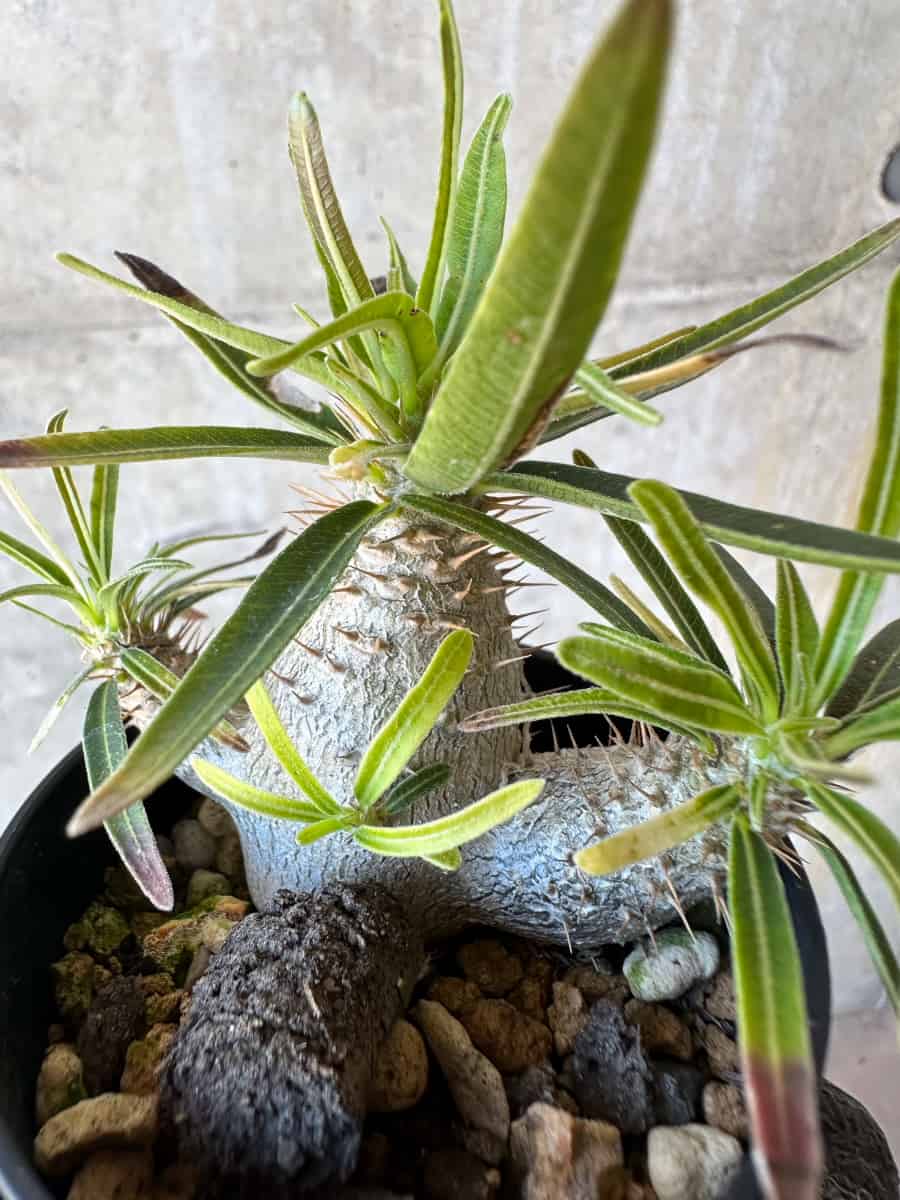 【現品限り】パキポディウム・グラキリス【G14】 Pachypodium gracilius
