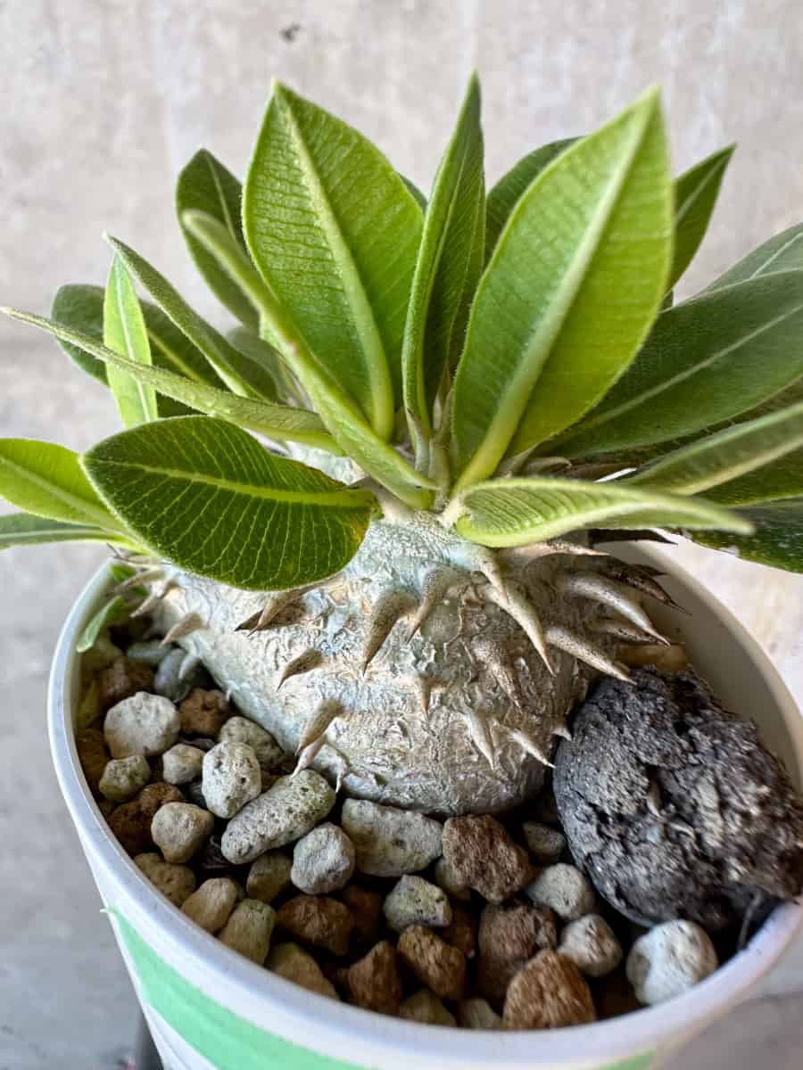 【現品限り】パキポディウム・恵比寿大黒 デンシカウレ【G16】 Pachypodium Densicaule