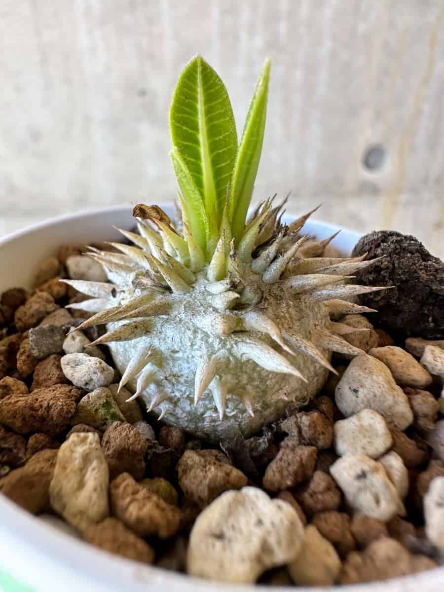 【現品限り】パキポディウム・恵比寿大黒 デンシカウレ【G17】 Pachypodium Densicaule