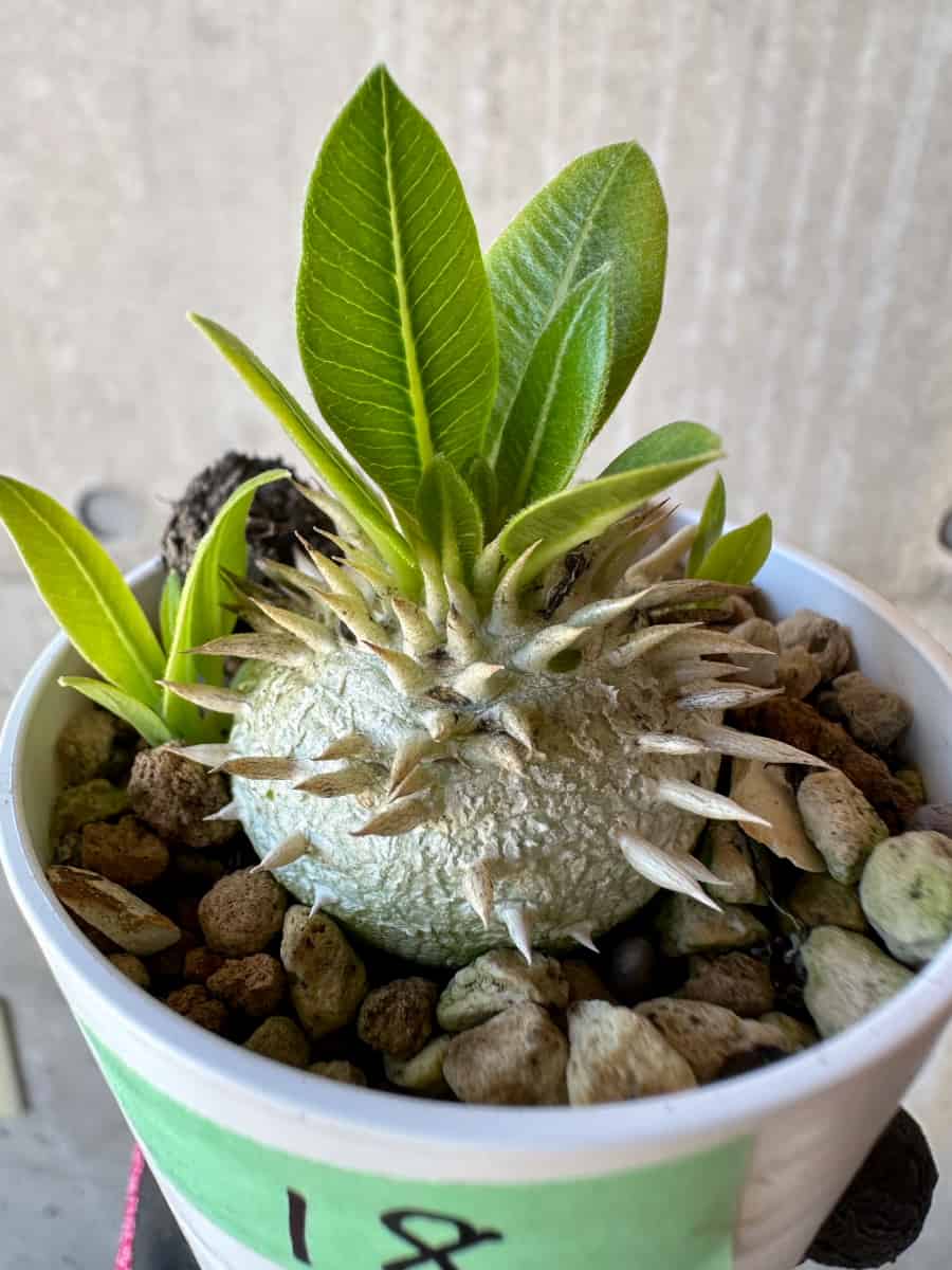 【現品限り】パキポディウム・恵比寿大黒 デンシカウレ【G18】 Pachypodium Densicaule