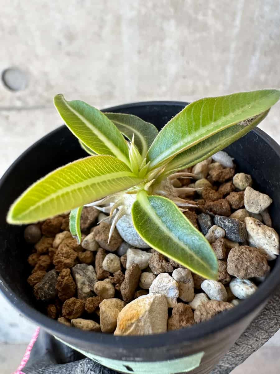 【現品限り】パキポディウム・恵比寿笑い 白花【G1】 Pachypodium brevicaule leucoxanthum