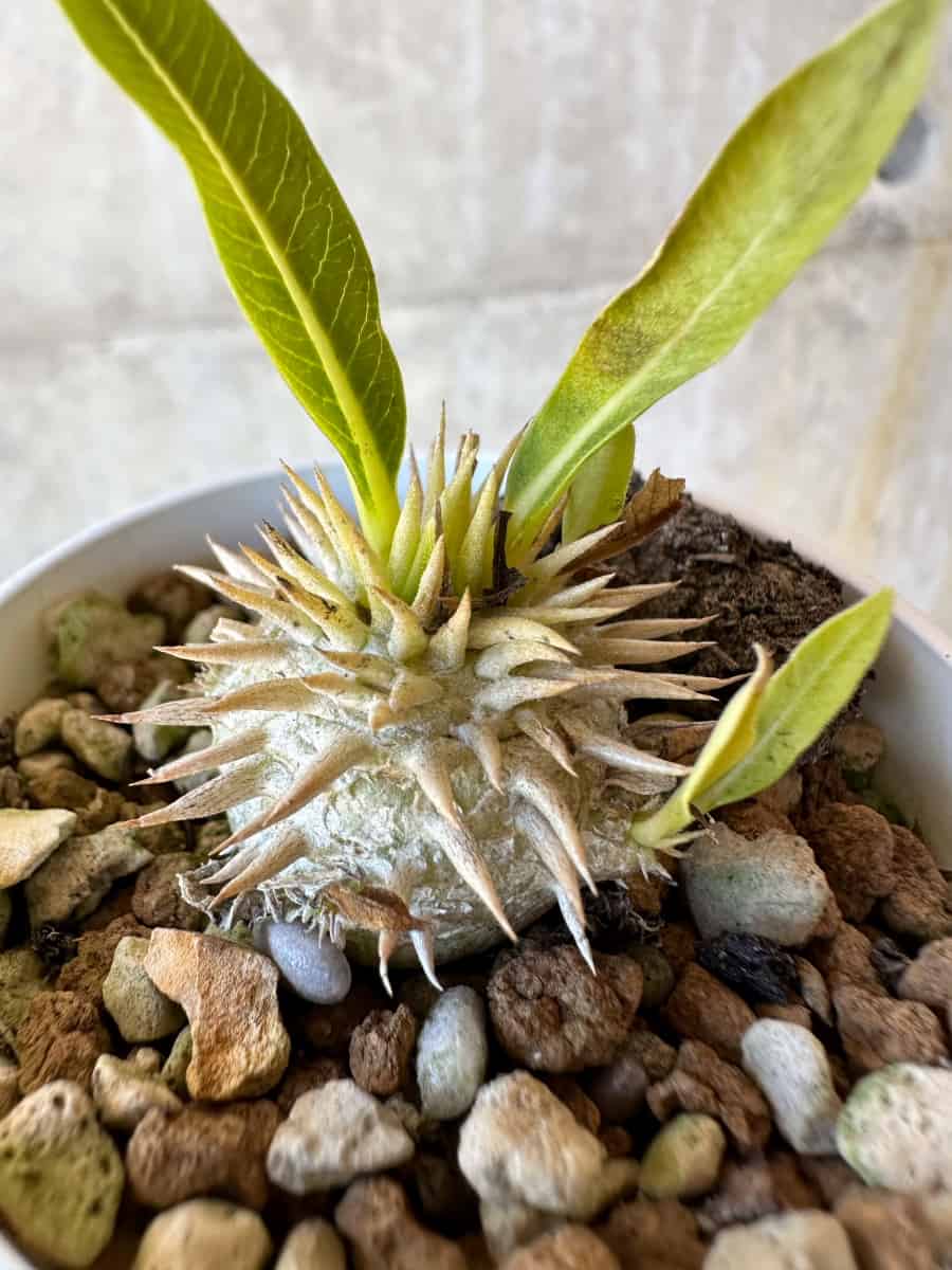 【現品限り】パキポディウム・恵比寿大黒 デンシカウレ【G20】 Pachypodium Densicaule