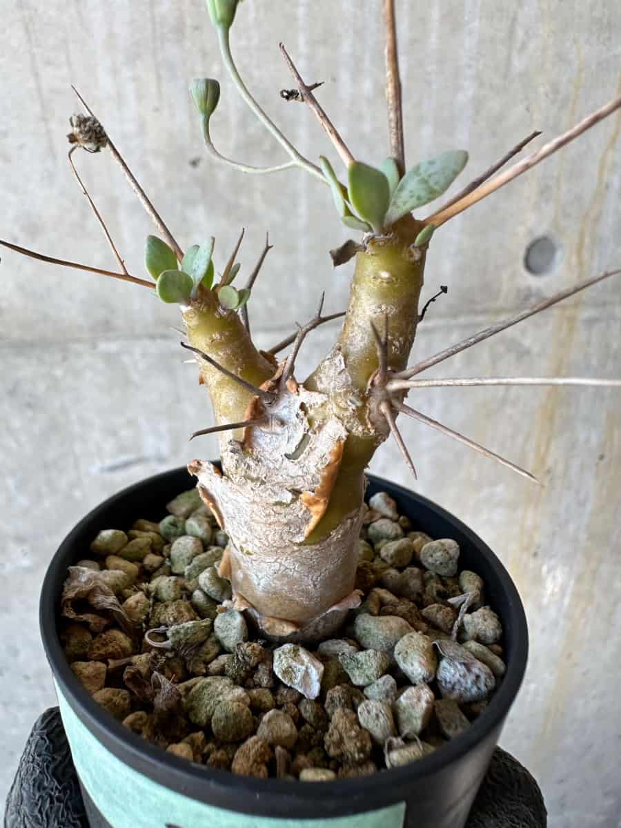 【現品限り】オトンナ・ユーフォルビオイデス【G25】 Othonna euphorbioides