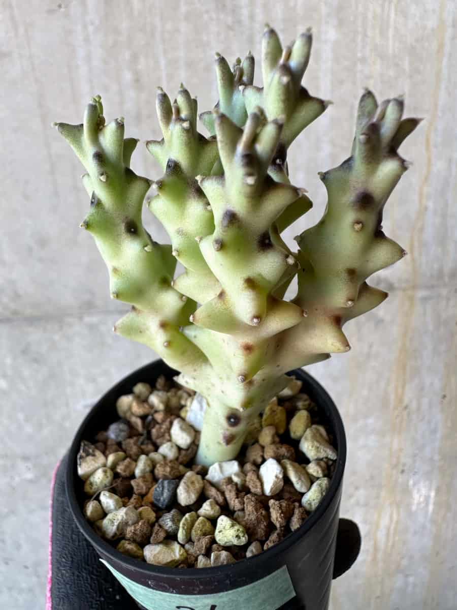 【現品限り】カラルマ・ソコトラナ【G26】 Caralluma socotrana