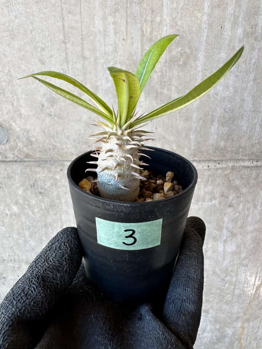 現品限り】パキポディウム・恵比寿笑い 白花【G3】 Pachypodium