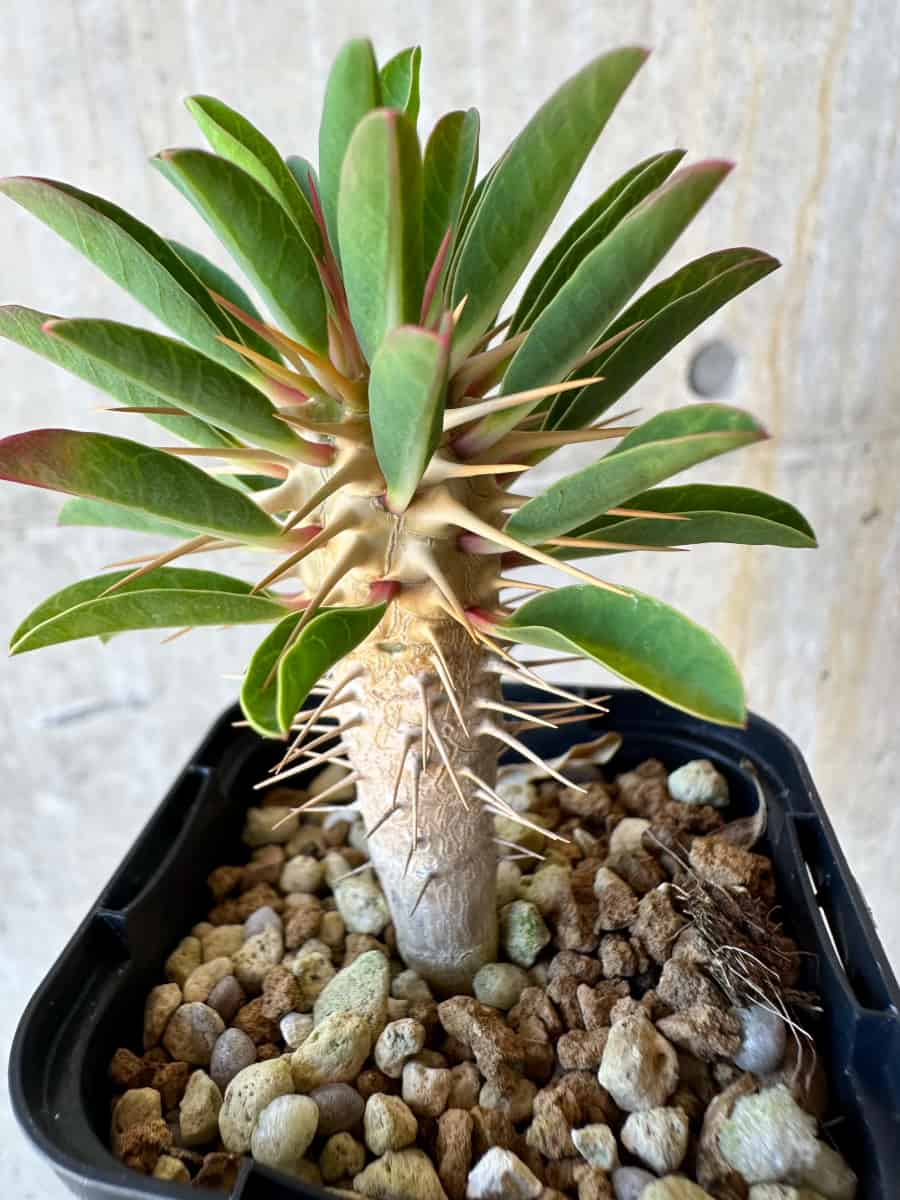 【現品限り】ユーフォルビア・ギラウミニアナ【G31】 Euphorbia guillauminiana