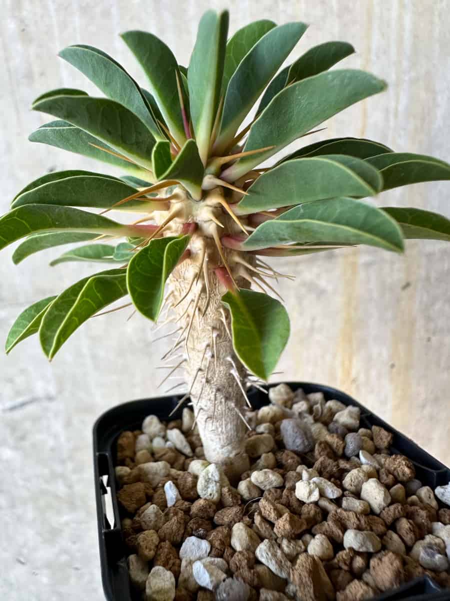 【現品限り】ユーフォルビア・ギラウミニアナ【G32】 Euphorbia guillauminiana