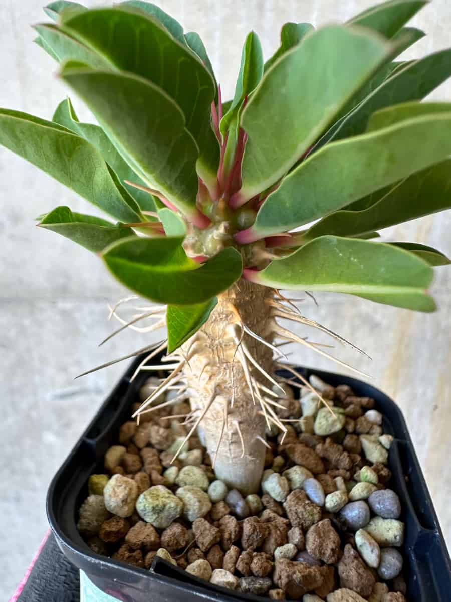 【現品限り】ユーフォルビア・ギラウミニアナ【G35】 Euphorbia guillauminiana