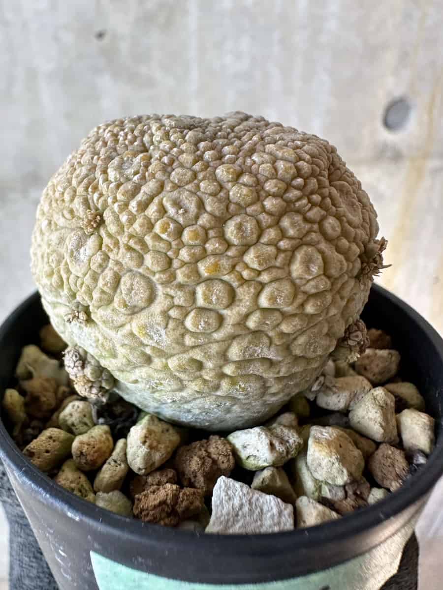 【現品限り】プセウドリトス・ミギウルティヌス【G36】 Pseudolithos migiurtinus