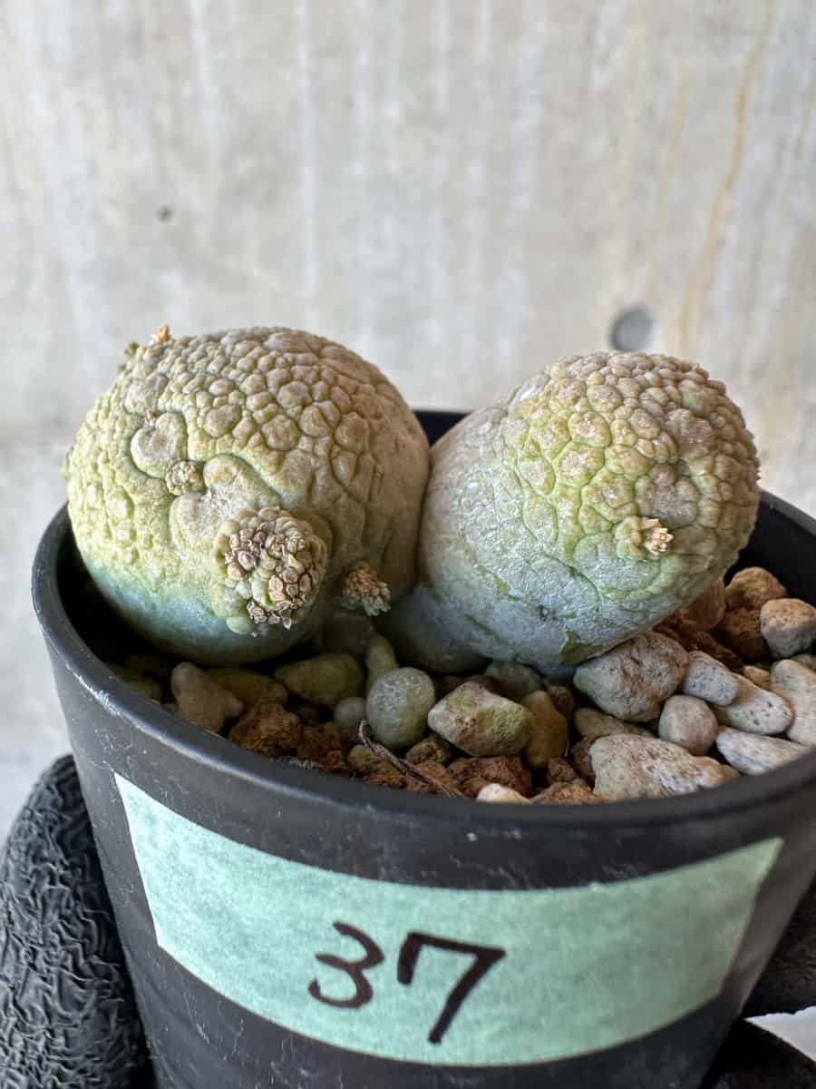 【現品限り】プセウドリトス・ミギウルティヌス【G37】 Pseudolithos migiurtinus