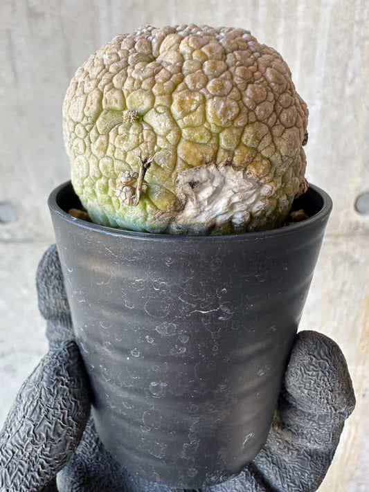 【現品限り】プセウドリトス・ミギウルティヌス【G39】 Pseudolithos migiurtinus
