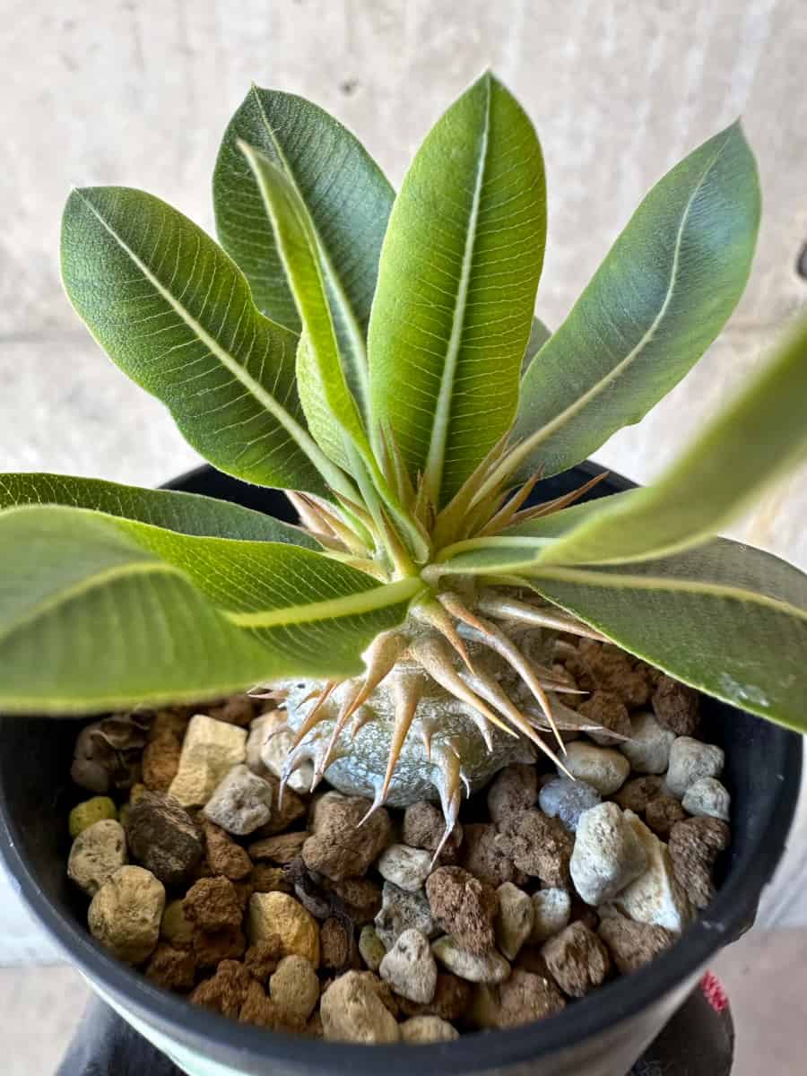 【現品限り】パキポディウム・恵比寿笑い 白花【G4】 Pachypodium brevicaule leucoxanthum