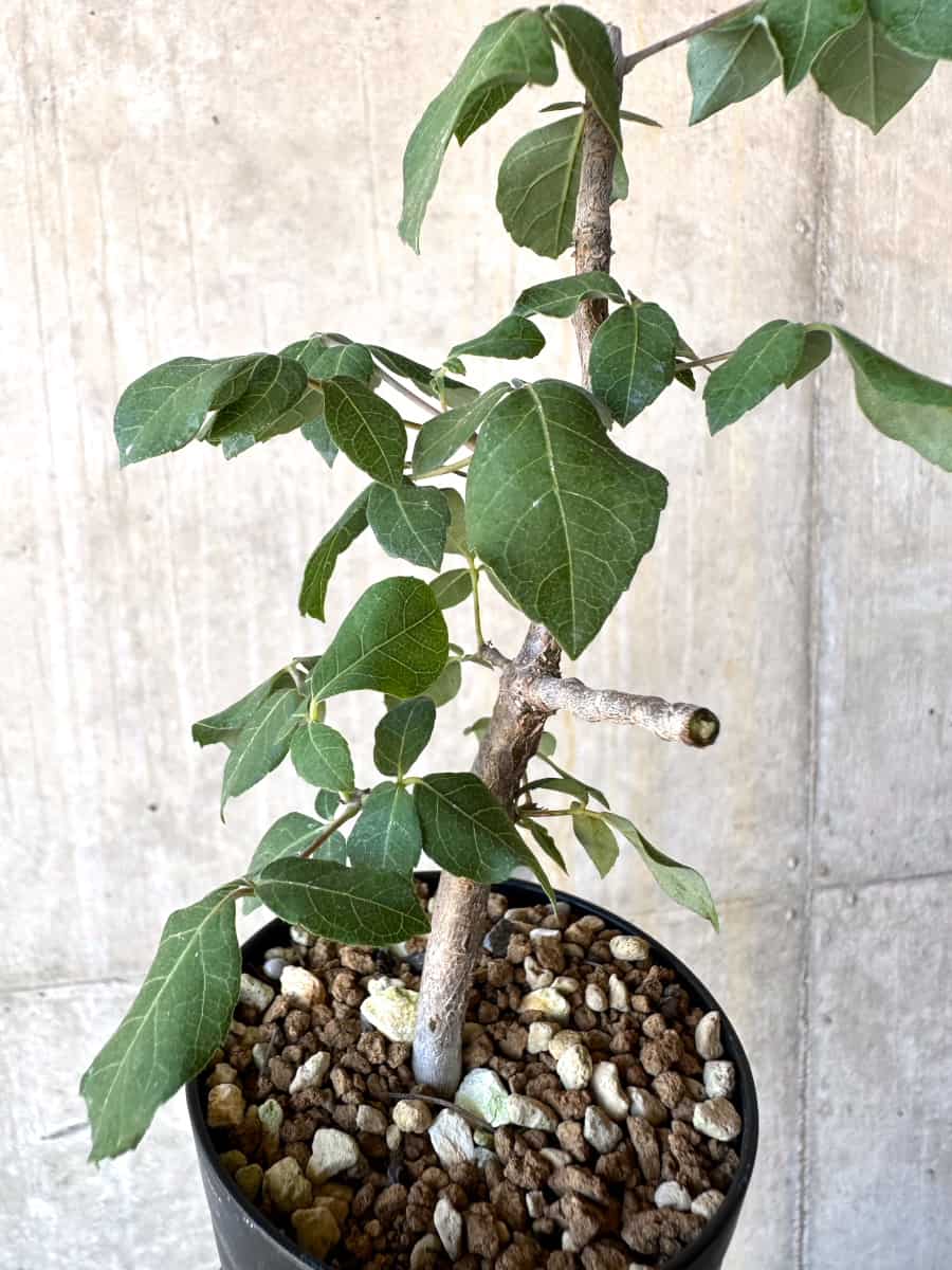 【現品限り】コミフォラ・エデュリス【G51】 Commiphora edulis