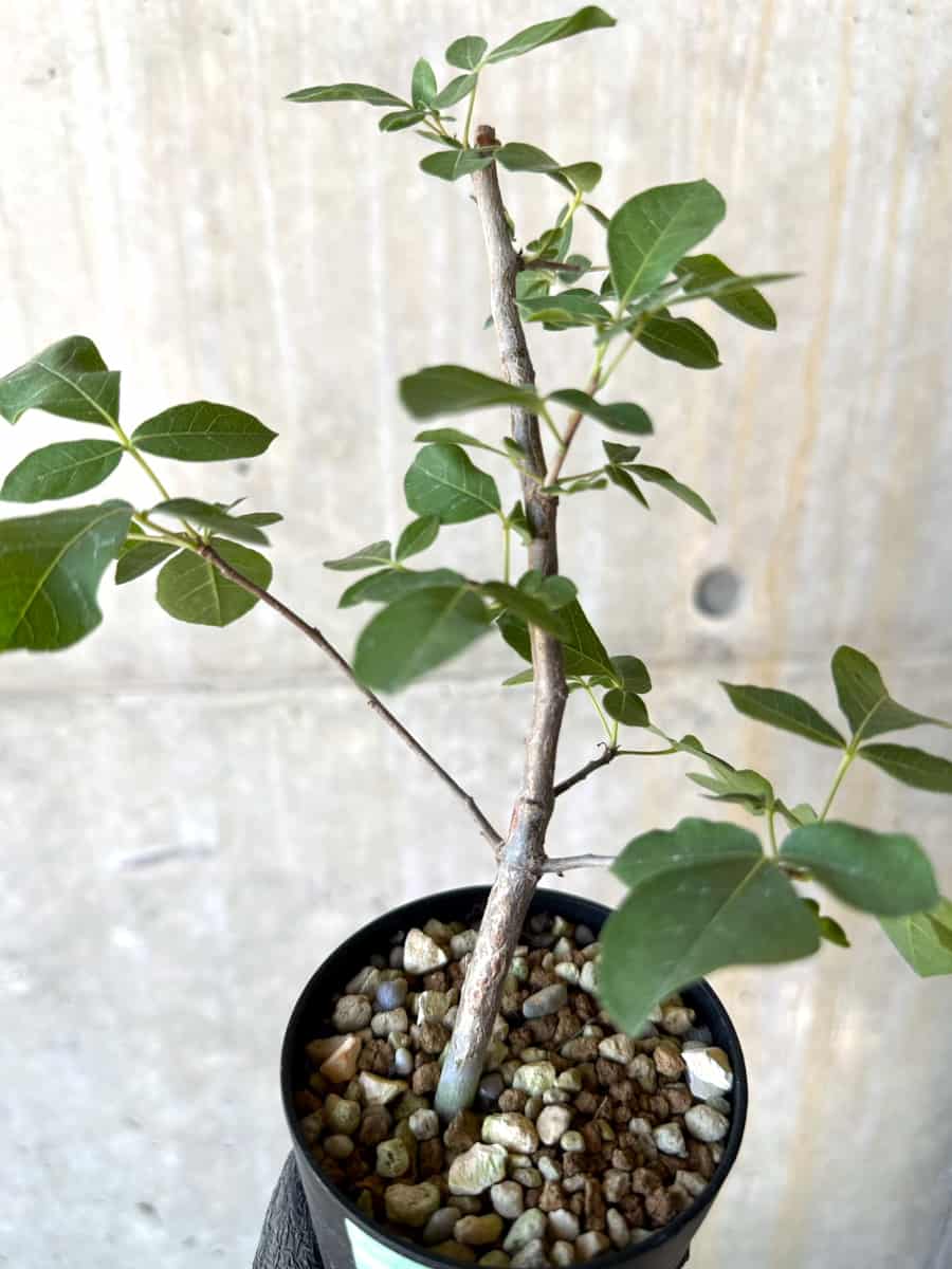 【現品限り】コミフォラ・エデュリス【G53】 Commiphora edulis