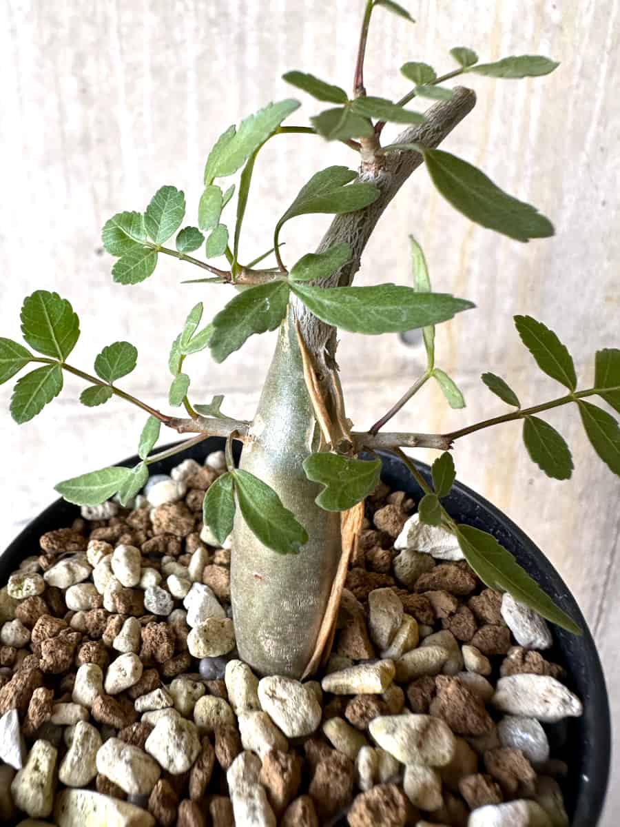 【現品限り】ブルセラ・ファガロイデス【G54】 Bursera fagaroides