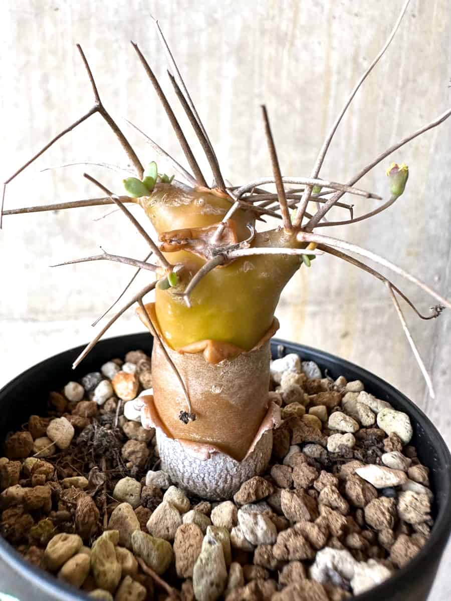【現品限り】オトンナ・ユーフォルビオイデス【G58】 Othonna euphorbioides
