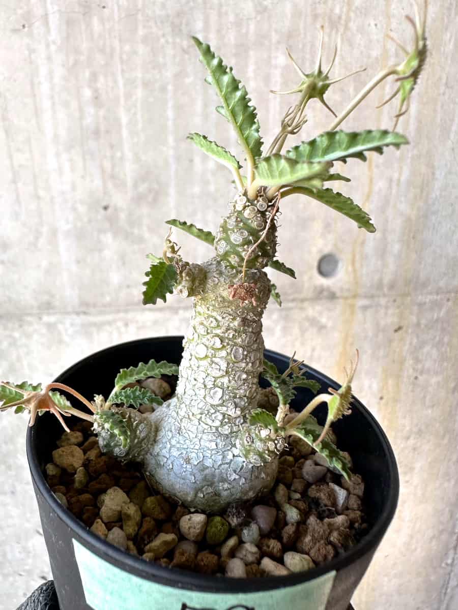 【現品限り】ドルステニア・ホルウッディ【G59】 Dorstenia horwoodii