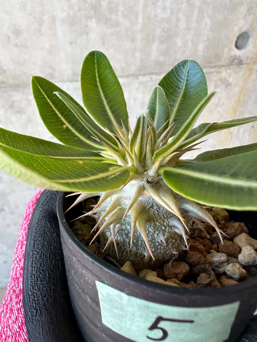【現品限り】パキポディウム・恵比寿笑い 白花【G5】 Pachypodium brevicaule leucoxanthum