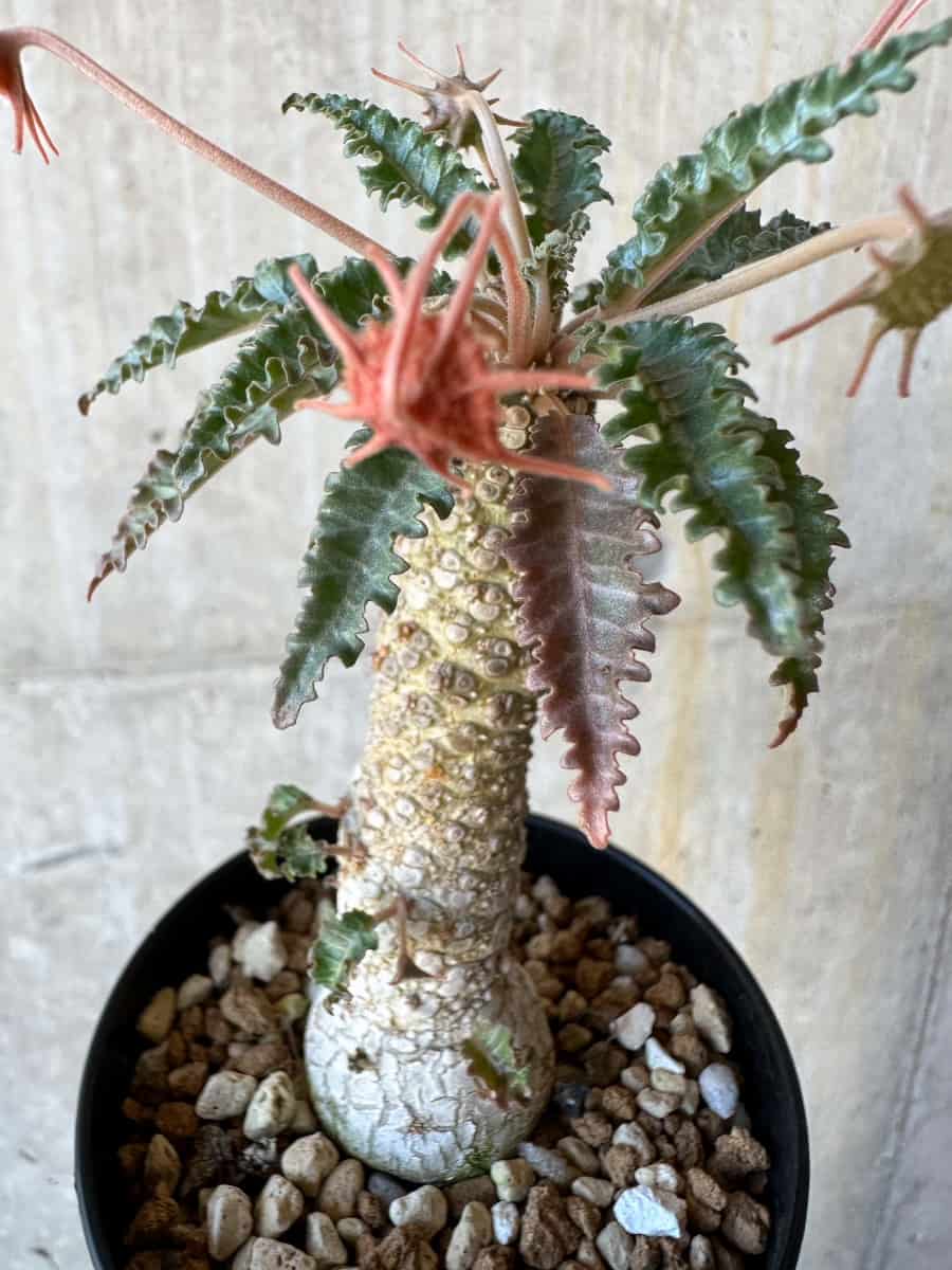 【現品限り】ドルステニア・ホルウッディ【G62】 Dorstenia horwoodii