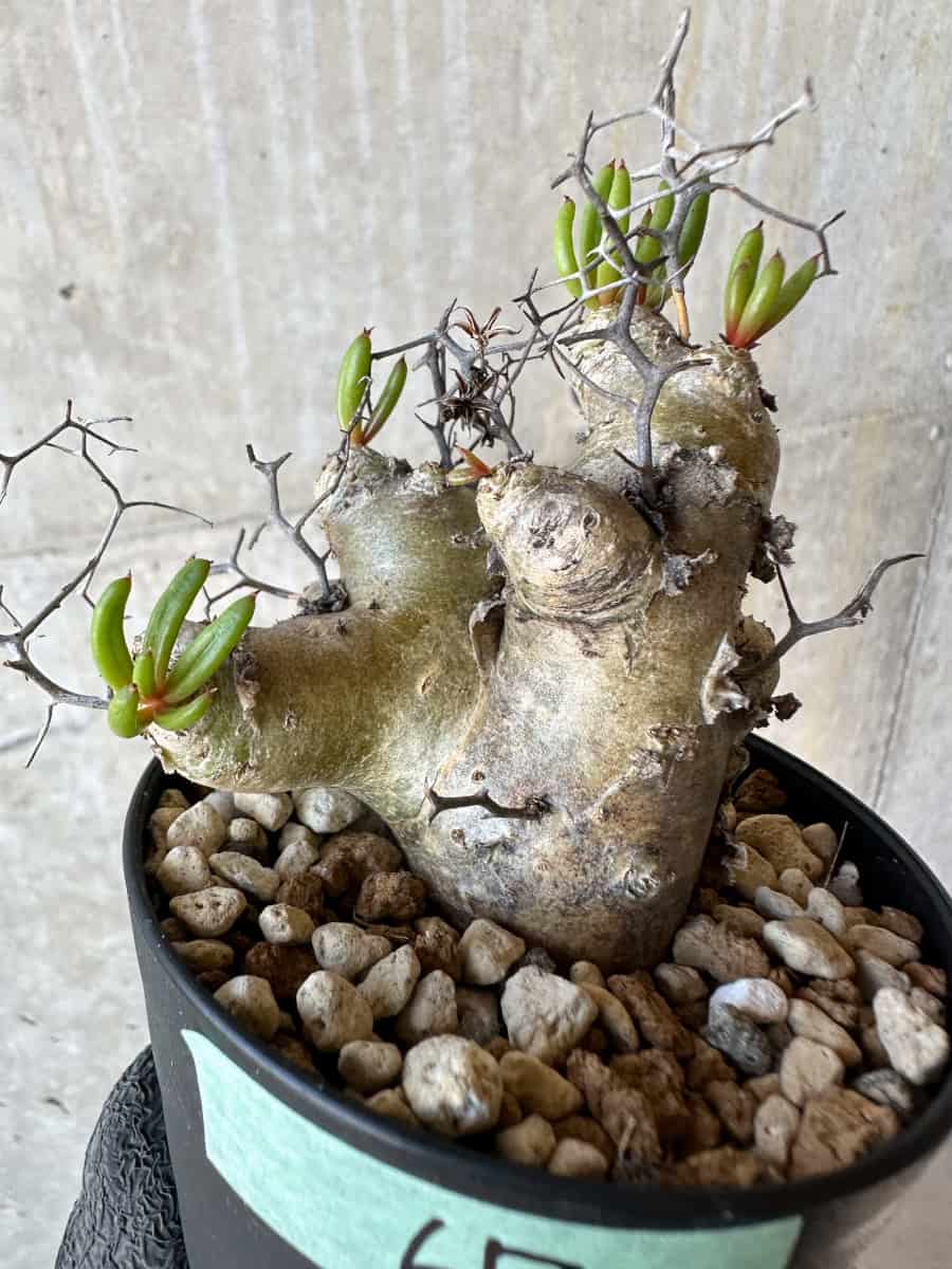【現品限り】チレコドン・レティキュラータス 現地株 発根済み 万物想 【G67】 Tylecodon reticulatus