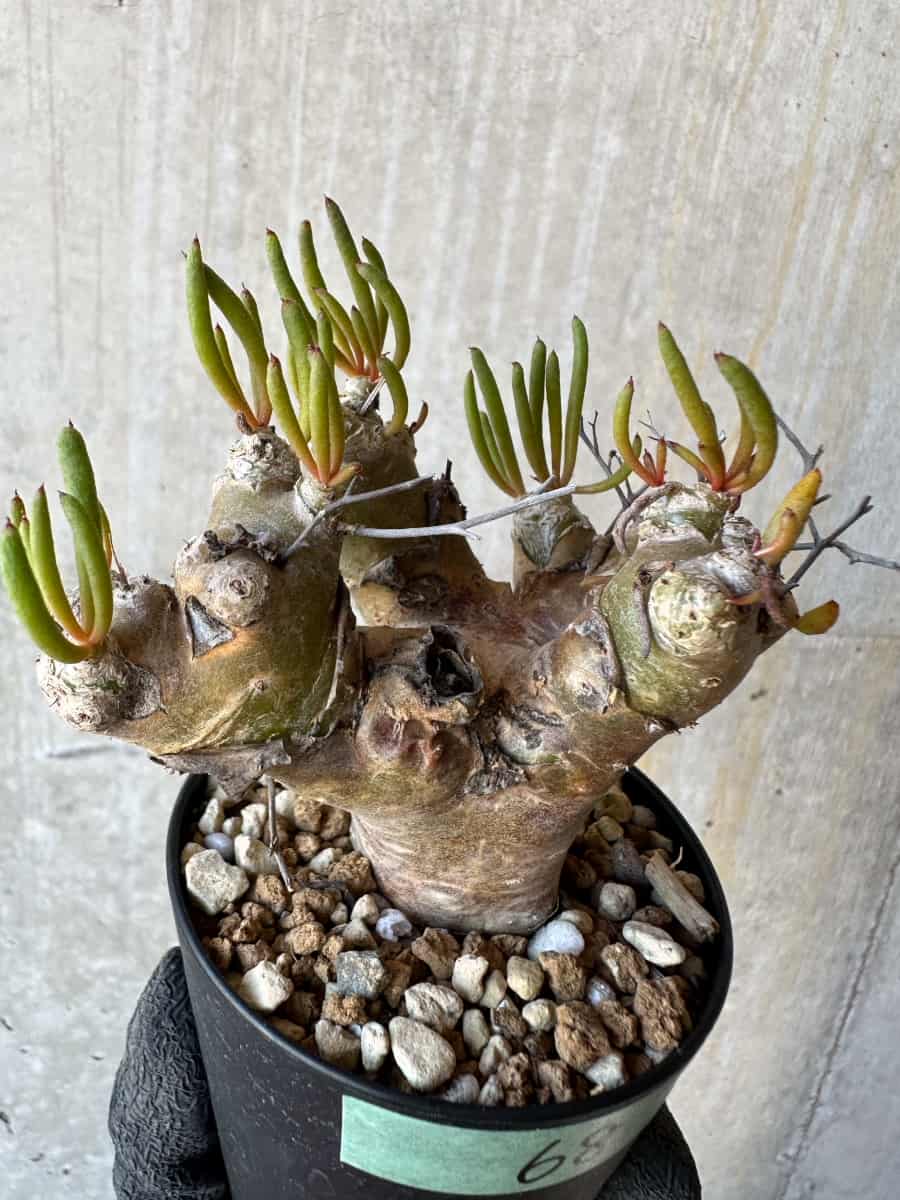 【現品限り】チレコドン・レティキュラータス 現地株 発根済み 万物想 【G68】 Tylecodon reticulatus