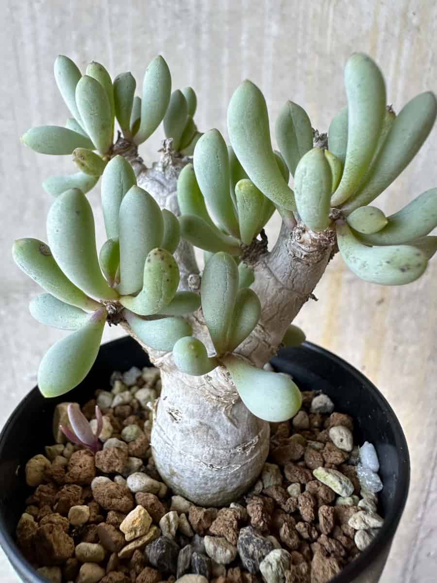 【現品限り】オトンナ・クラビフォリア【G69】 Othonna clavifolia