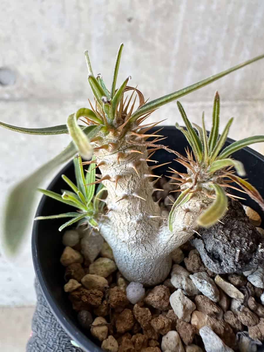 【現品限り】パキポディウム・グラキリス【G6】 Pachypodium gracilius