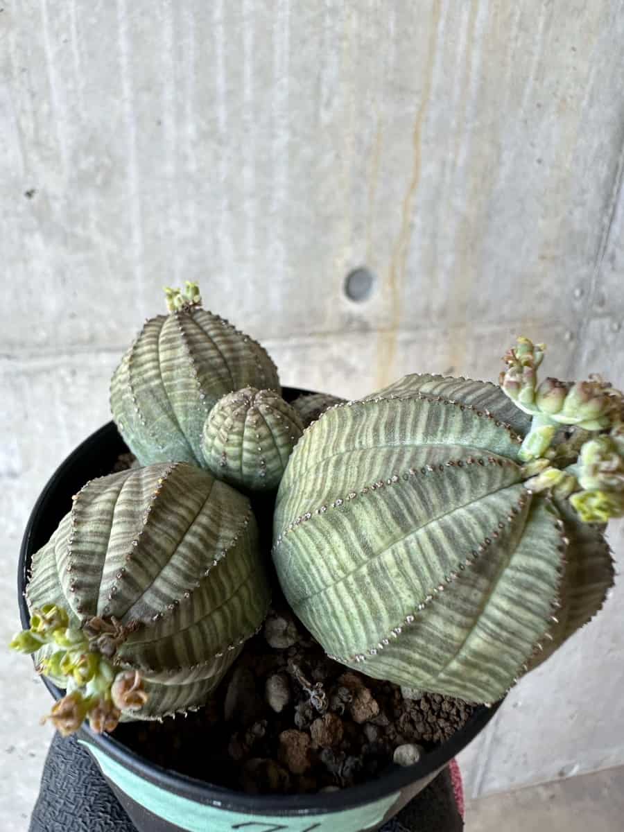 【現品限り】ユーフォルビア・オベサ 多頭【G71】 Euphorbia obesa