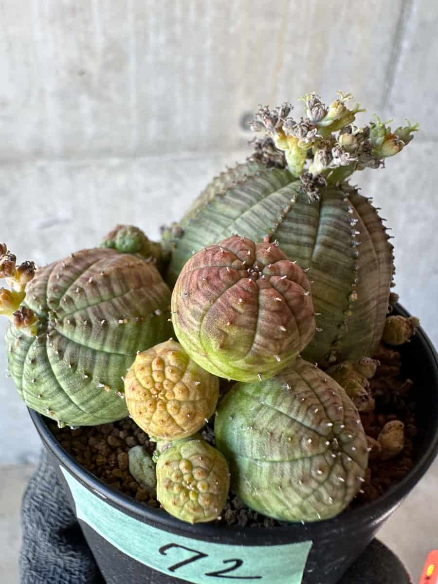 【現品限り】ユーフォルビア・オベサ 多頭【G72】 Euphorbia obesa