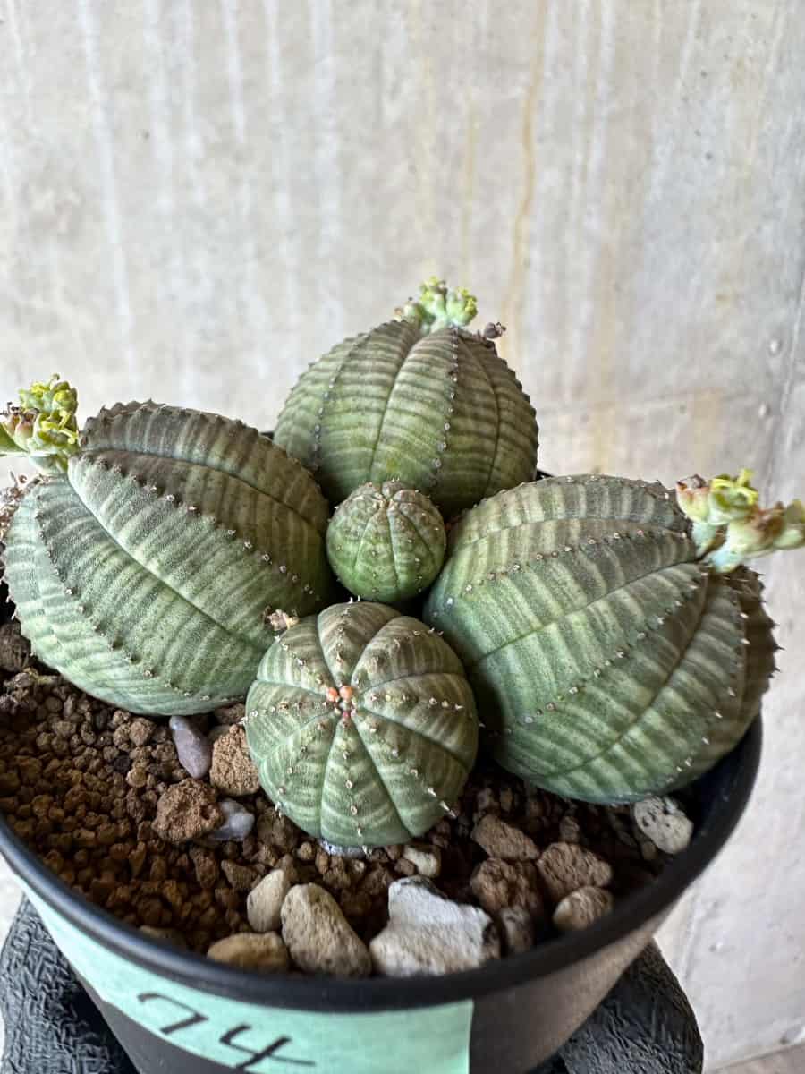 【現品限り】ユーフォルビア・オベサ 多頭【G74】 Euphorbia obesa