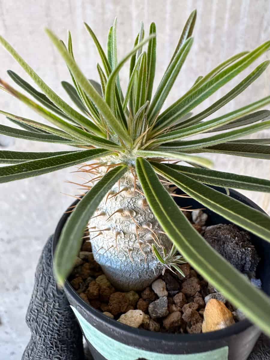 【現品限り】パキポディウム・グラキリス【G7】 Pachypodium gracilius
