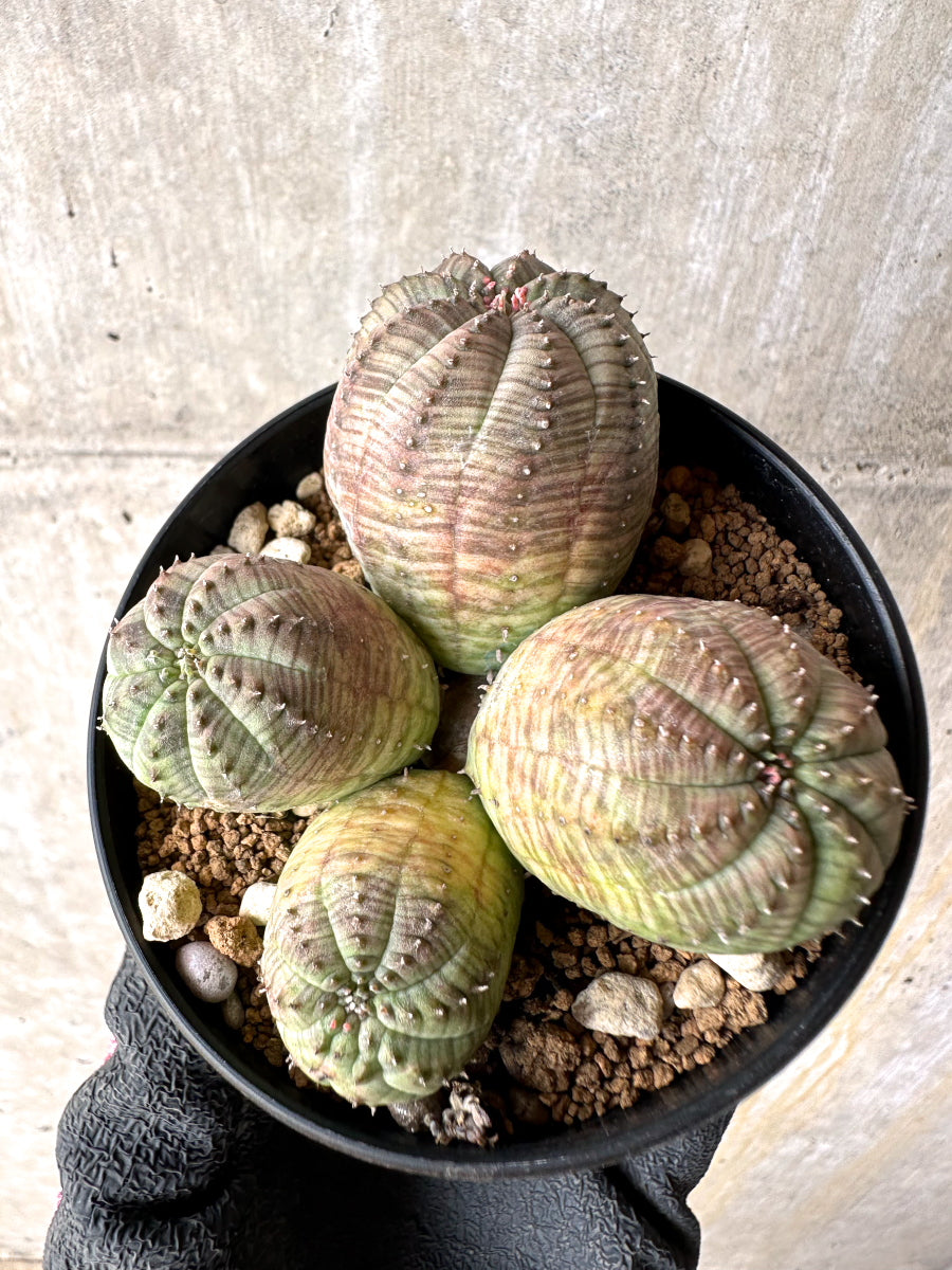 【現品限り】ユーフォルビア・オベサ 多頭【H41】 Euphorbia obesa