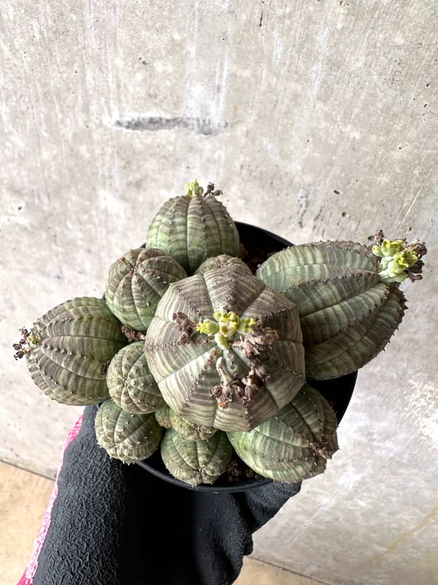 【現品限り】ユーフォルビア・オベサ 多頭【H42】 Euphorbia obesa