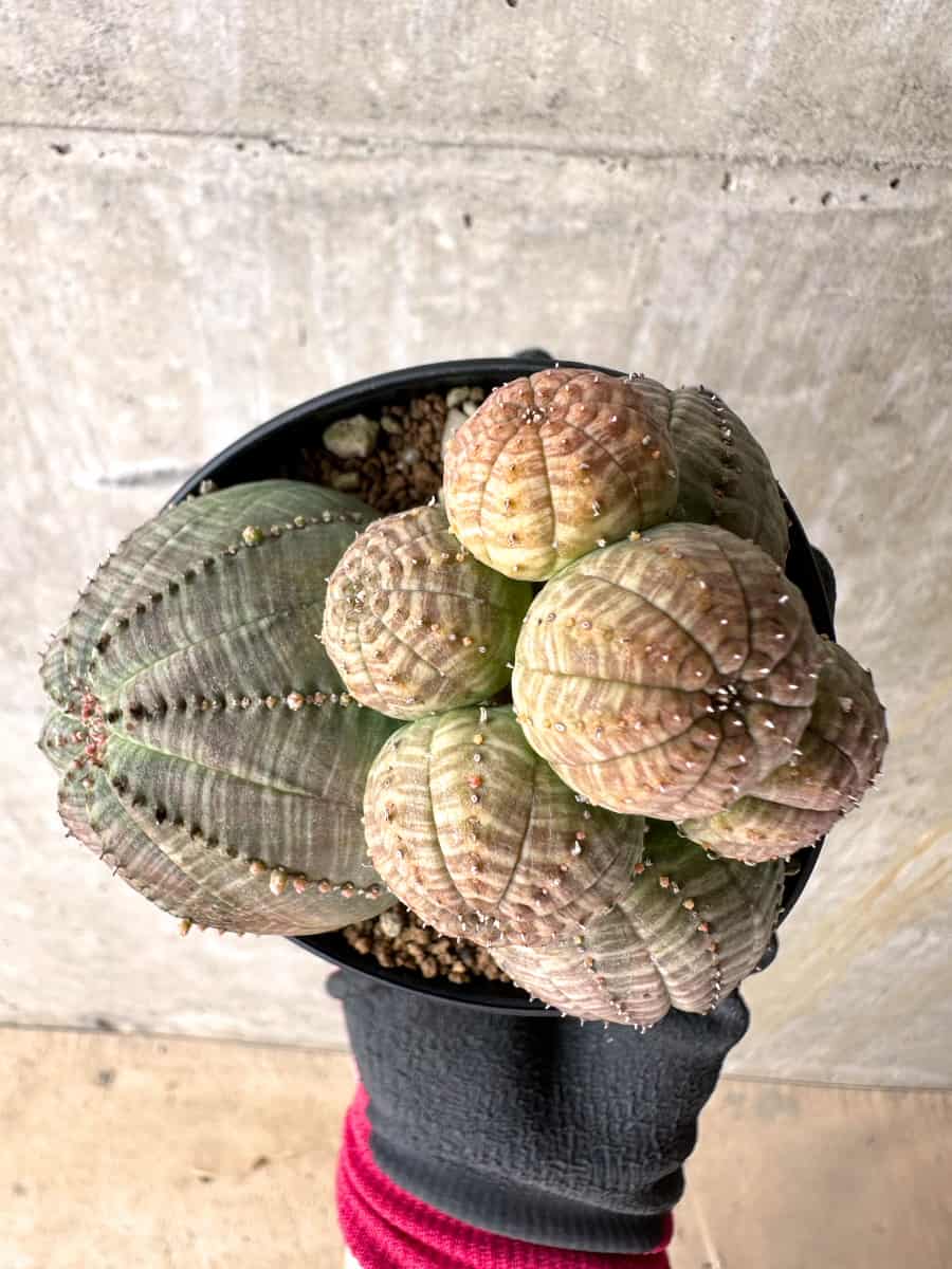 【現品限り】ユーフォルビア・オベサ 多頭【H44】 Euphorbia obesa